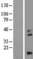 CD68 Protein - Western validation with an anti-DDK antibody * L: Control HEK293 lysate R: Over-expression lysate