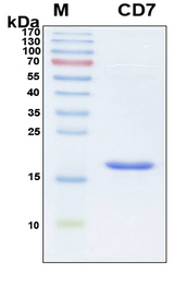 CD7 Protein - SDS-PAGE under reducing conditions and visualized by Coomassie blue staining
