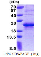 CD7 Protein