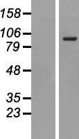 CD71 / Transferrin Receptor Protein - Western validation with an anti-DDK antibody * L: Control HEK293 lysate R: Over-expression lysate