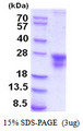 CD74 / CLIP Protein