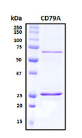 CD79A / CD79 Alpha Protein - SDS-PAGE under reducing conditions and visualized by Coomassie blue staining