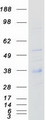 CD79B / CD79 Beta Protein - Purified recombinant protein CD79B was analyzed by SDS-PAGE gel and Coomassie Blue Staining