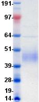 CD80 Protein