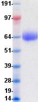 CD80 Protein