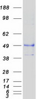 CD80 Protein - Purified recombinant protein CD80 was analyzed by SDS-PAGE gel and Coomassie Blue Staining