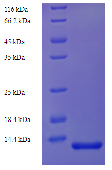 CD81 Protein
