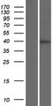 CD84 / SLAMF5 Protein - Western validation with an anti-DDK antibody * L: Control HEK293 lysate R: Over-expression lysate