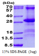 CD84 / SLAMF5 Protein