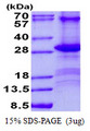 CD84 / SLAMF5 Protein