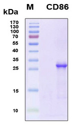 CD86 Protein - SDS-PAGE under reducing conditions and visualized by Coomassie blue staining