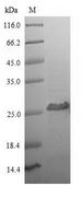 CD8A / CD8 Alpha Protein - (Tris-Glycine gel) Discontinuous SDS-PAGE (reduced) with 5% enrichment gel and 15% separation gel.