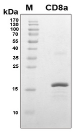 CD8A / CD8 Alpha Protein