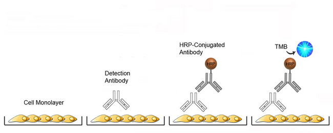 CD95 / FAS ELISA Kit - Cell-Based ELISA Platform Overview