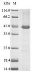 CD95 / FAS Protein - (Tris-Glycine gel) Discontinuous SDS-PAGE (reduced) with 5% enrichment gel and 15% separation gel.