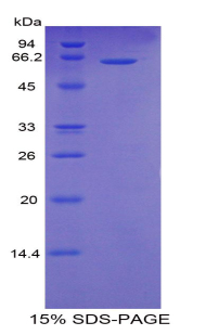 CD95 / FAS Protein - Recombinant Factor Related Apoptosis By SDS-PAGE