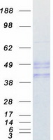 CD95 / FAS Protein - Purified recombinant protein FAS was analyzed by SDS-PAGE gel and Coomassie Blue Staining