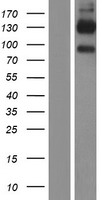 CD96 / TACTILE Protein - Western validation with an anti-DDK antibody * L: Control HEK293 lysate R: Over-expression lysate
