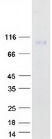 CD96 / TACTILE Protein - Purified recombinant protein CD96 was analyzed by SDS-PAGE gel and Coomassie Blue Staining