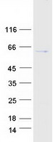 CDADC1 Protein - Purified recombinant protein CDADC1 was analyzed by SDS-PAGE gel and Coomassie Blue Staining