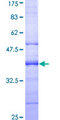 CDC123 Protein - 12.5% SDS-PAGE Stained with Coomassie Blue.