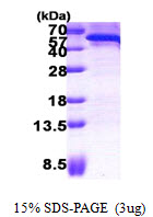 CDC123 Protein