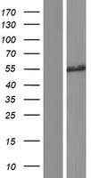 CDC14B Protein - Western validation with an anti-DDK antibody * L: Control HEK293 lysate R: Over-expression lysate