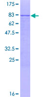 CDC14B Protein - 12.5% SDS-PAGE of human CDC14B stained with Coomassie Blue