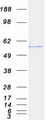 CDC20 Protein - Purified recombinant protein CDC20 was analyzed by SDS-PAGE gel and Coomassie Blue Staining