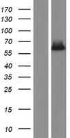 CDC20B Protein - Western validation with an anti-DDK antibody * L: Control HEK293 lysate R: Over-expression lysate