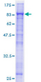 CDC23 Protein - 12.5% SDS-PAGE of human CDC23 stained with Coomassie Blue