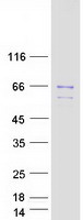 CDC25A Protein - Purified recombinant protein CDC25A was analyzed by SDS-PAGE gel and Coomassie Blue Staining