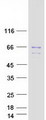CDC25A Protein - Purified recombinant protein CDC25A was analyzed by SDS-PAGE gel and Coomassie Blue Staining