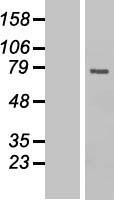 CDC25B Protein - Western validation with an anti-DDK antibody * L: Control HEK293 lysate R: Over-expression lysate