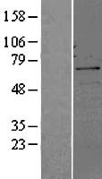 CDC25B Protein - Western validation with an anti-DDK antibody * L: Control HEK293 lysate R: Over-expression lysate