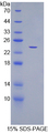 CDC25B Protein - Recombinant Cell Division Cycle Protein 25B By SDS-PAGE