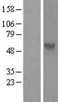 CDC25C Protein - Western validation with an anti-DDK antibody * L: Control HEK293 lysate R: Over-expression lysate