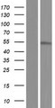 CDC25C Protein - Western validation with an anti-DDK antibody * L: Control HEK293 lysate R: Over-expression lysate