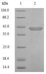 CDC25C Protein - (Tris-Glycine gel) Discontinuous SDS-PAGE (reduced) with 5% enrichment gel and 15% separation gel.