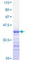 CDC25C Protein - 12.5% SDS-PAGE Stained with Coomassie Blue.