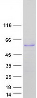 CDC25C Protein - Purified recombinant protein CDC25C was analyzed by SDS-PAGE gel and Coomassie Blue Staining