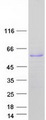 CDC25C Protein - Purified recombinant protein CDC25C was analyzed by SDS-PAGE gel and Coomassie Blue Staining