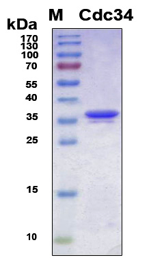 CDC34 Protein - SDS-PAGE under reducing conditions and visualized by Coomassie blue staining