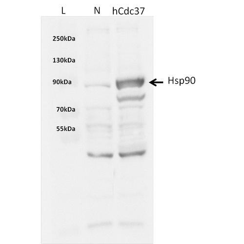 CDC37 Protein - Western blot showing pull down data for 44.5 kDa human his-tagged CDC37 with 90kDa Hsp90.
