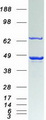 CDC37 Protein - Purified recombinant protein CDC37 was analyzed by SDS-PAGE gel and Coomassie Blue Staining