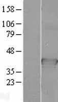 CDC37L1 Protein - Western validation with an anti-DDK antibody * L: Control HEK293 lysate R: Over-expression lysate
