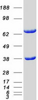 CDC37L1 Protein - Purified recombinant protein CDC37L1 was analyzed by SDS-PAGE gel and Coomassie Blue Staining