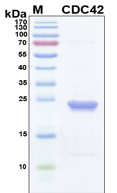CDC42 Protein - SDS-PAGE under reducing conditions and visualized by Coomassie blue staining