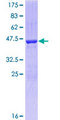 CDC42 Protein - 12.5% SDS-PAGE of human CDC42 stained with Coomassie Blue