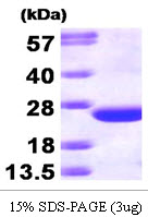 CDC42 Protein